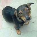 Подробнее об объявлении «Славянск-на-Кубани Пропала собака кобель» Фото: пропала собака  «Славянск-на-Кубани Пропала собака кобель» в г. Славянск-на-Кубани