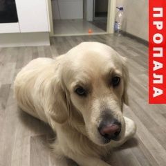 Подробнее об объявлении «Сысерть Пропала собака кобель золотистый ретривер» Фото: пропала собака Лабрадор ретривер «Сысерть Пропала собака кобель золотистый ретривер» в г. Сысерть