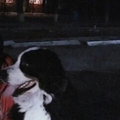 Подробнее об объявлении «Луганск Пропала собака помогите найти члена семьи» Фото: пропала собака Бернская горная пастушья собака «Луганск Пропала собака помогите найти члена семьи» в г. Луганск