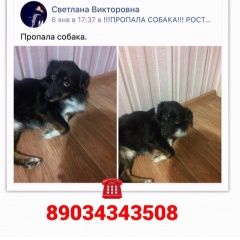 Подробнее об объявлении «Ростов-на-Дону Пропала собака» Фото: пропала собака  «Ростов-на-Дону Пропала собака» в г. Ростов-на-Дону