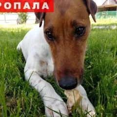 Подробнее об объявлении «Пропала собака помогите найти пса Истра» Фото: пропала собака Гладкошерстый фокстерьер «Пропала собака помогите найти пса Истра» в г. Истра