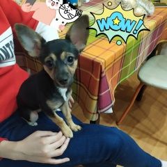 Подробнее об объявлении «Пропала собака   Чебоксары» Фото: пропала собака  «Пропала собака   Чебоксары» в г. Чебоксары