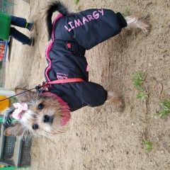 Подробнее об объявлении «Пропала собака 10 месяцев Королев» Фото: пропала собака Йоркширский терьер «Пропала собака 10 месяцев Королев» в г. Королев