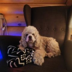 Подробнее об объявлении «Москва Пропала собака кобель 26.01 кокер спаниель развилка картино» Фото: пропала собака Американский кокер-спаниель «Москва Пропала собака кобель 26.01 кокер...» в г. Москва