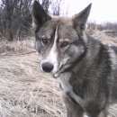 Подробнее об объявлении «Белгород Пропала собака кобель помогите найти друга» Фото: пропала собака Западно-сибирская лайка «Белгород Пропала собака кобель помогите найти...» в г. Белгород