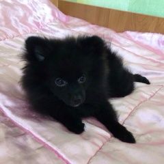 Подробнее об объявлении «Пропала собака помогите, пожалуйста, найти. Нефтеюганск» Фото: пропала собака Померанский шпиц «Пропала собака помогите, пожалуйста, найти....» в г. Нефтеюганск