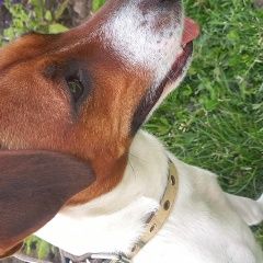 Подробнее об объявлении «Буденновск Пропала собака кобель» Фото: пропала собака Джек рассел терьер «Буденновск Пропала собака кобель» в г. Буденновск