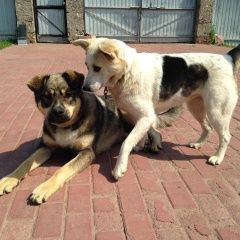 Подробнее об объявлении «Пропала собака и еще одна собака Дмитров» Фото: пропала собака  «Пропала собака и еще одна собака Дмитров» в г. Дмитров