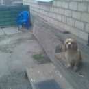 Подробнее об объявлении «Владикавказ Пропала собака кобель» Фото: пропала собака Американский кокер-спаниель «Владикавказ Пропала собака кобель» в г. Владикавказ