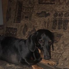 Подробнее об объявлении «Пропала собака кобель Санкт-Петербург» Фото: пропала собака Такса «Пропала собака кобель Санкт-Петербург» в г. Санкт-Петербург