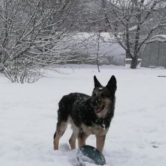 ����: ������� ������ ��������-����������� ������� �������� ������ ������������������� �������...� � �. ����������