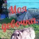 Подробнее об объявлении «Пропала собака девочка хаски Дмитров» Фото: пропала собака Сибирская хаски «Пропала собака девочка хаски Дмитров» в г. Дмитров