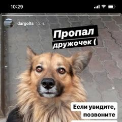 Подробнее об объявлении «Ростов-на-Дону Пропала собака кобель» Фото: пропала собака  «Ростов-на-Дону Пропала собака кобель» в г. Ростов-на-Дону