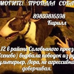 Подробнее об объявлении «Москва Пропала собака» Фото: пропала собака Бультерьер «Москва Пропала собака» в г. Москва