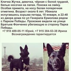 Подробнее об объявлении «Москва Пропала собака» Фото: пропала собака  «Москва Пропала собака» в г. Москва