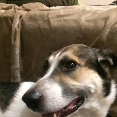 Подробнее об объявлении «Пропала собака кобель арчибальд Санкт-Петербург» Фото: пропала собака  «Пропала собака кобель арчибальд Санкт-Петербург» в г. Санкт-Петербург