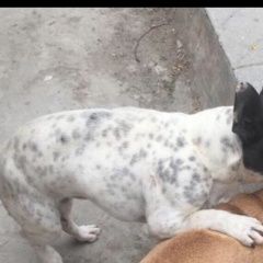 Подробнее об объявлении «Анапа Пропала собака французский бульдог» Фото: пропала собака Французский бульдог «Анапа Пропала собака французский бульдог» в г. Анапа