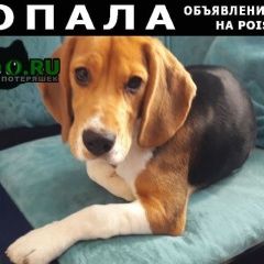 Подробнее об объявлении «Пропала собака кобель Истра» Фото: пропала собака Бигль «Пропала собака кобель Истра» в г. Истра