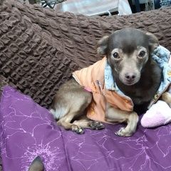 Подробнее об объявлении «Пропала собака помогите найти собачку Симферополь» Фото: пропала собака Той-терьер «Пропала собака помогите найти собачку Симферополь» в г. Симферополь