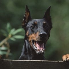 Подробнее об объявлении «Псков Пропала собака черный доберман с рыжими лапами девочка» Фото: пропала собака Доберман «Псков Пропала собака черный доберман с рыжими...» в г. Псков