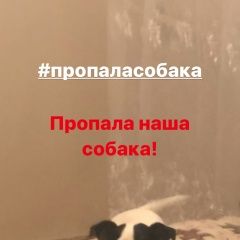 Подробнее об объявлении «Краснодар Пропала собака джек рассел терьер, кличка джина.беремек» Фото: пропала собака Джек рассел терьер «Краснодар Пропала собака джек рассел терьер,...» в г. Краснодар