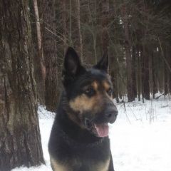 Подробнее об объявлении «Электроугли Пропала собака» Фото: пропала собака Восточно-европейская овчарка «Электроугли Пропала собака» в г. Электроугли