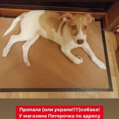 Подробнее об объявлении «Москва Пропала собака кобель» Фото: пропала собака  «Москва Пропала собака кобель» в г. Москва