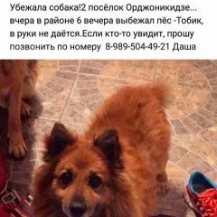 Подробнее об объявлении «Ростов-на-Дону Пропала собака кобель» Фото: пропала собака  «Ростов-на-Дону Пропала собака кобель» в г. Ростов-на-Дону