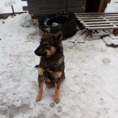 Подробнее об объявлении «Пропала собака кобель.. Санкт-Петербург» Фото: пропала собака  «Пропала собака кобель.. Санкт-Петербург» в г. Санкт-Петербург