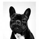 Подробнее об объявлении «Пропала собака кобель французский бульдог Симферополь» Фото: пропала собака Французский бульдог «Пропала собака кобель французский бульдог...» в г. Симферополь