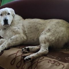 Подробнее об объявлении «Пропала собака среднеазиатская овчарка, Нарофоминск» Фото: пропала собака Среднеазиатская овчарка «Пропала собака среднеазиатская овчарка,...» в г. Нарофоминск