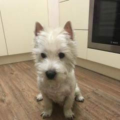 Подробнее об объявлении «Пропала собака кобель west highland white terrier Санкт-Петербург» Фото: пропала собака Вест хайленд уайт терьер «Пропала собака кобель west highland white...» в г. Санкт-Петербург