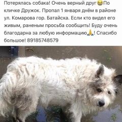 Подробнее об объявлении «Ростов-на-Дону Пропала собака кобель» Фото: пропала собака  «Ростов-на-Дону Пропала собака кобель» в г. Ростов-на-Дону