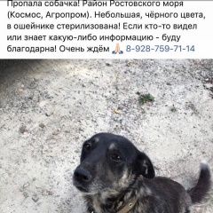 Подробнее об объявлении «Ростов-на-Дону Пропала собака» Фото: пропала собака  «Ростов-на-Дону Пропала собака» в г. Ростов-на-Дону