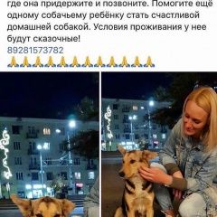 Подробнее об объявлении «Ростов-на-Дону Пропала собака» Фото: пропала собака  «Ростов-на-Дону Пропала собака» в г. Ростов-на-Дону