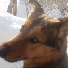 Подробнее об объявлении «Пропала собака кобель кличка дик Новосибирск» Фото: пропала собака Немецкая овчарка «Пропала собака кобель кличка дик Новосибирск» в г. Новосибирск