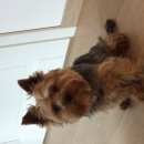 Подробнее об объявлении «Пропала собака кобель Санкт-Петербург» Фото: пропала собака Йоркширский терьер «Пропала собака кобель Санкт-Петербург» в г. Санкт-Петербург