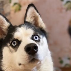Подробнее об объявлении «Пропала собака Пустошка» Фото: пропала собака Сибирская хаски «Пропала собака Пустошка» в г. Пустошка