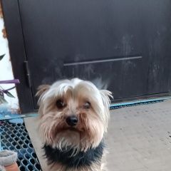 Подробнее об объявлении «Энгельс Пропала собака кобель йоркширский терьер кобель 6 лет» Фото: пропала собака Йоркширский терьер «Энгельс Пропала собака кобель йоркширский...» в г. Энгельс