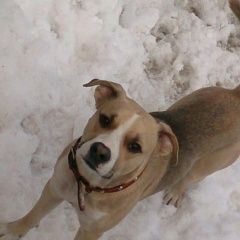 Подробнее об объявлении «Ангарск Пропала собака кобель» Фото: пропала собака  «Ангарск Пропала собака кобель» в г. Ангарск