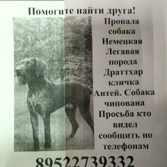 Подробнее об объявлении «Пропала собака кобель немецкая легавая Санкт-Петербург» Фото: пропала собака Дратхаар «Пропала собака кобель немецкая легавая...» в г. Санкт-Петербург