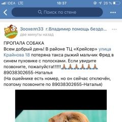 Подробнее об объявлении «Пропала собака Владимир» Фото: пропала собака  «Пропала собака Владимир» в г. Владимир