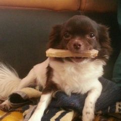 Подробнее об объявлении «Тюмень Пропала собака за вознаграждение» Фото: пропала собака Чихуахуа «Тюмень Пропала собака за вознаграждение» в г. Тюмень