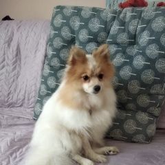 Подробнее об объявлении «Электроугли Пропала собака» Фото: пропала собака  «Электроугли Пропала собака» в г. Электроугли