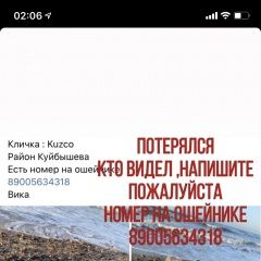Подробнее об объявлении «Калининград (Кенигсберг) Пропала собака за вознаграждение» Фото: пропала собака Хорватская овчарка «Калининград (Кенигсберг) Пропала собака за...» в г. Калининград (Кенигсберг)