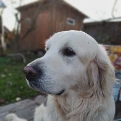 Подробнее об объявлении «Пропала собака кобель золотистый ретривер Чехов» Фото: пропала собака Голден ретривер «Пропала собака кобель золотистый ретривер Чехов» в г. Чехов