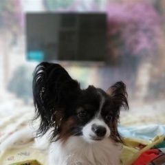 Подробнее об объявлении «Подольск Пропала собака дети плачут» Фото: пропала собака Папильон ( папийон) «Подольск Пропала собака дети плачут» в г. Подольск