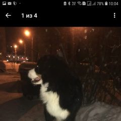 Подробнее об объявлении «Пропала собака кобель Дмитров» Фото: пропала собака Бернская пастушья собака «Пропала собака кобель Дмитров» в г. Дмитров