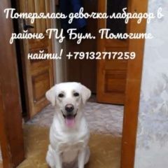 Подробнее об объявлении «Барнаул Пропала собака помогите» Фото: пропала собака Лабрадор ретривер «Барнаул Пропала собака помогите» в г. Барнаул