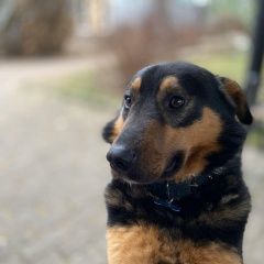 Подробнее об объявлении «Пропала собака кобель воеводино, вяльково имя бублик Домодедово» Фото: пропала собака  «Пропала собака кобель воеводино, вяльково имя...» в г. Домодедово